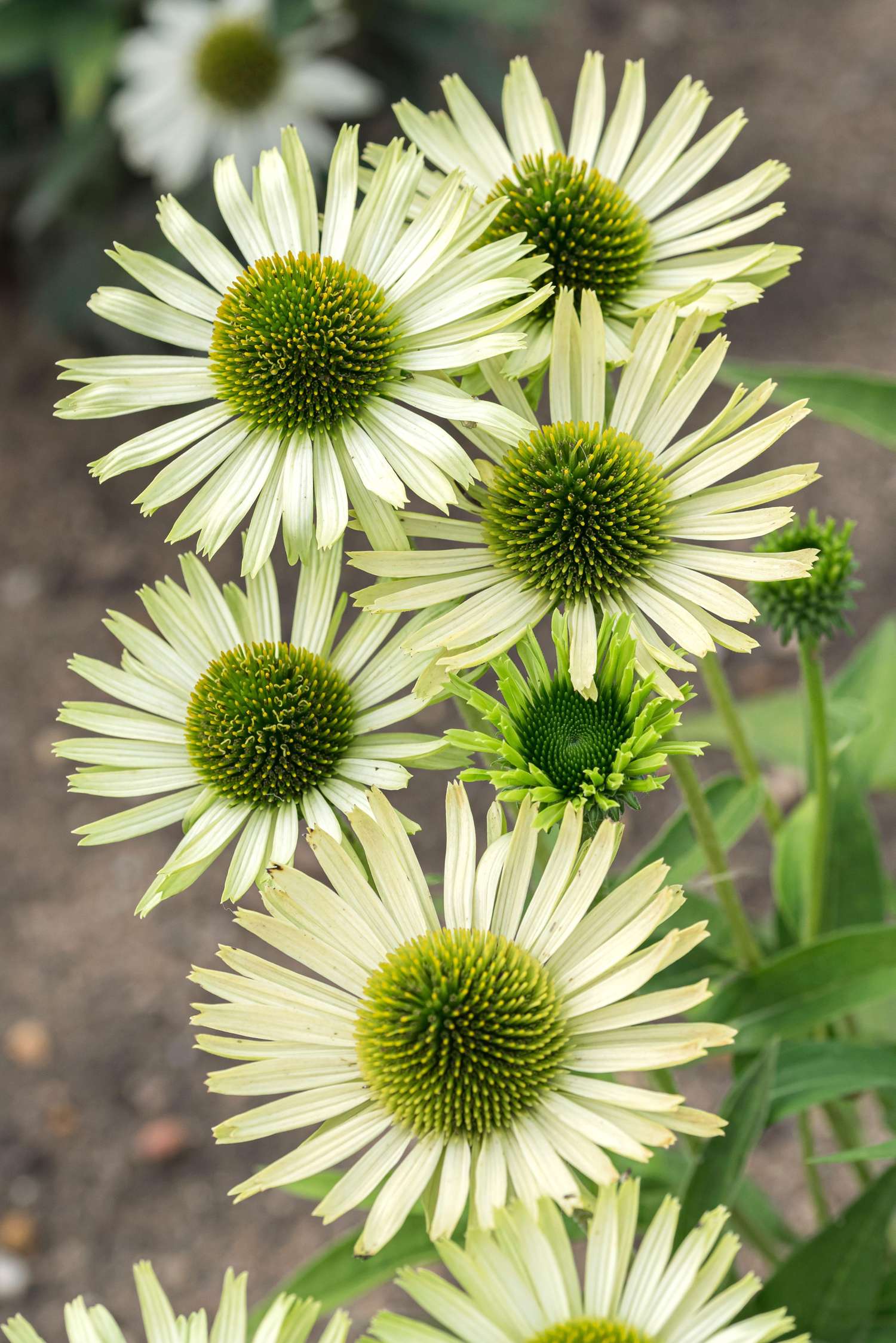 Purpursolhat 'Green Jewel'